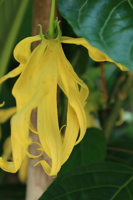 ylang ylang flower.